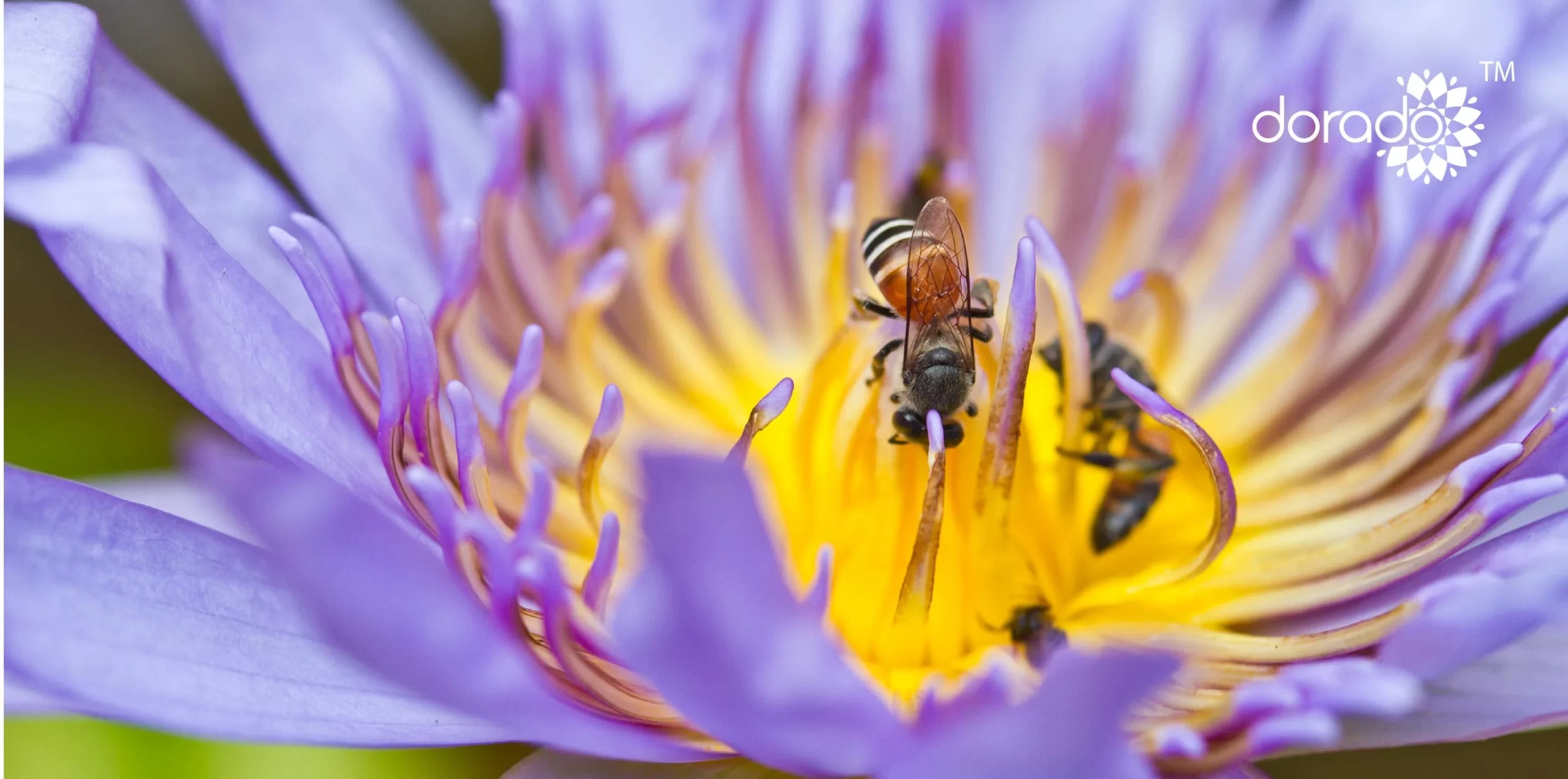 The Amazing History of Honey